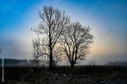 trees in silhuette on a blue morning sky © Jonas