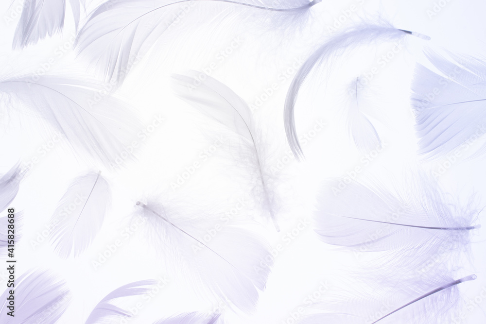 Fototapeta premium Feather pattern texture. Nature abstract bird feather closeup on white background in macro photography. Glamorous sophisticated airy artistic image on soft blurred background.