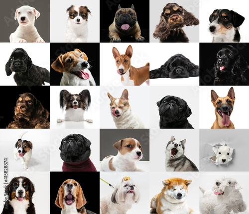 Best friends. Young dogs  pets collage. Cute doggies or pets are looking happy isolated on multicolored background. Studio photoshots. Creative collage of different breeds of dogs. Flyer for your ad.
