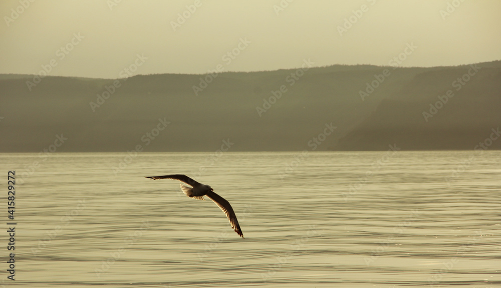 Naklejka premium seagull in flight