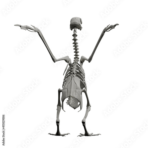 pigeon skeleton back -v01 photo