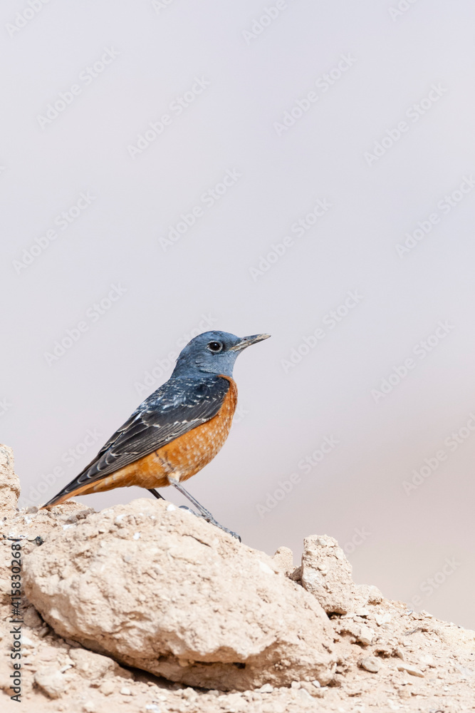 Rode Rotslijster, Rufous-tailed Rock Thrush, Monticola saxatilis Rode Rotslijster, Rufous-tailed Rock Thrush, Monticola saxatilis
