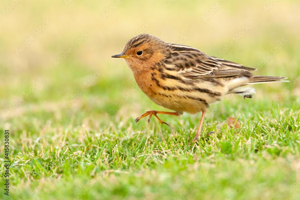 Roodkeelpieper, Red-throated Pipit, Anthus cervinus Roodkeelpieper, Red-throated Pipit, Anthus cervinus