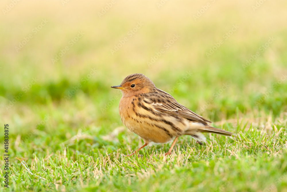 Roodkeelpieper, Red-throated Pipit, Anthus cervinus Roodkeelpieper, Red-throated Pipit, Anthus cervinus