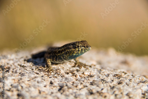 a lizard  gecko in Joshua Tree National park in the Mojave Desert in California.