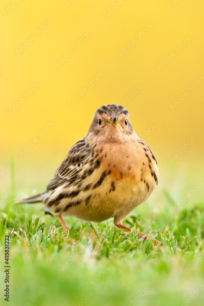 Fototapeta premium Roodkeelpieper, Red-throated Pipit, Anthus cervinus