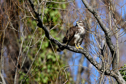 Common Buzzard (Buteo buteo) // Mäusebussard (Buteo buteo)  photo