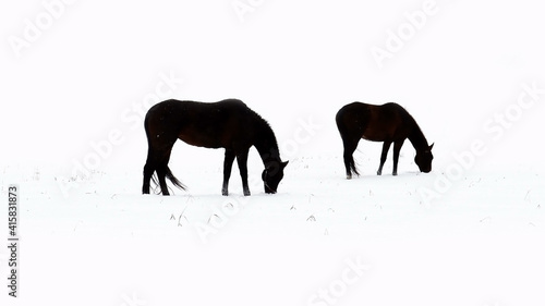 Horses graze in a snowy field.
