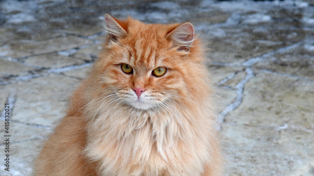Eyes of cat. The look of a funny feline animal. Eyes of cat. The look of a funny feline animal.