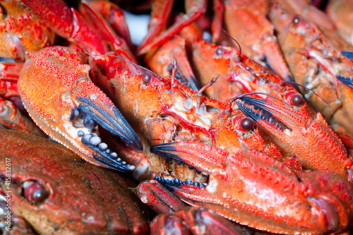  velvet crab necora cooked , sellfish seafood background
