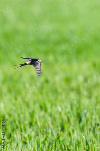 Roodstuitzwaluw, Red-rumped Swallow, Cecropis daurica photo