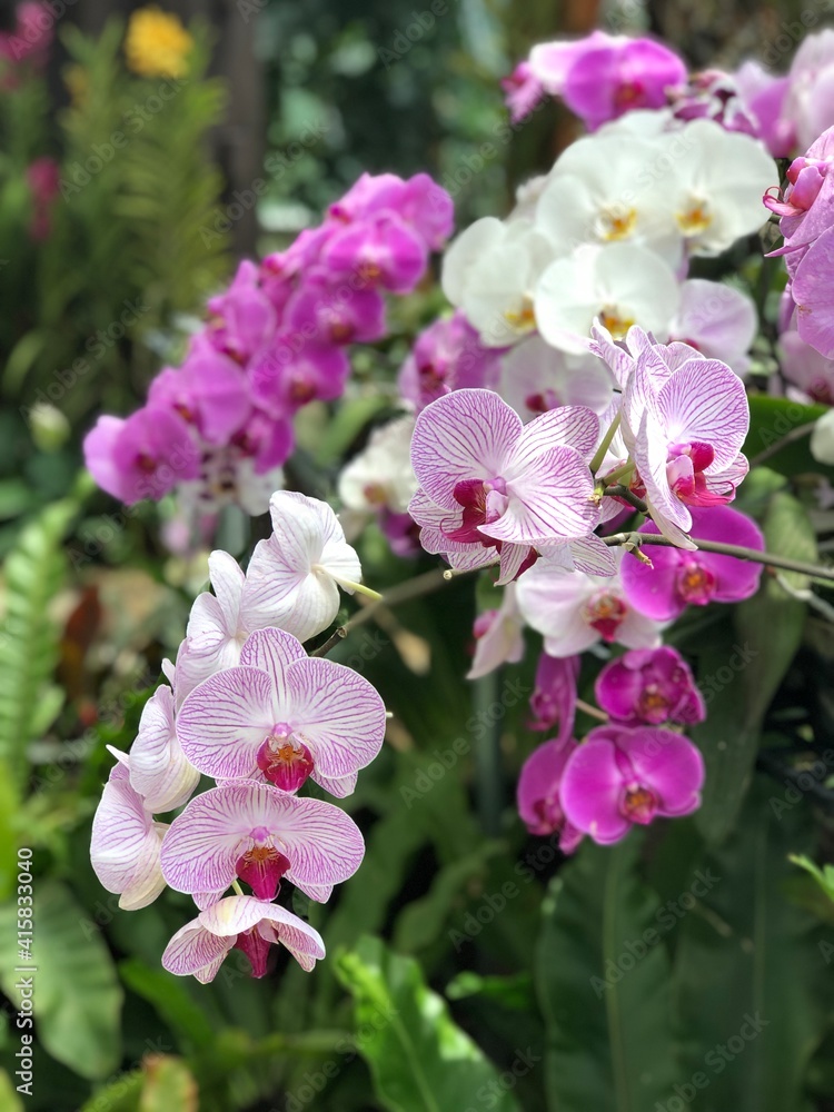 An Asian variety of Orchid. Many flowering plants among the greenery. An Asian variety of Orchid. Many flowering plants among the greenery.
