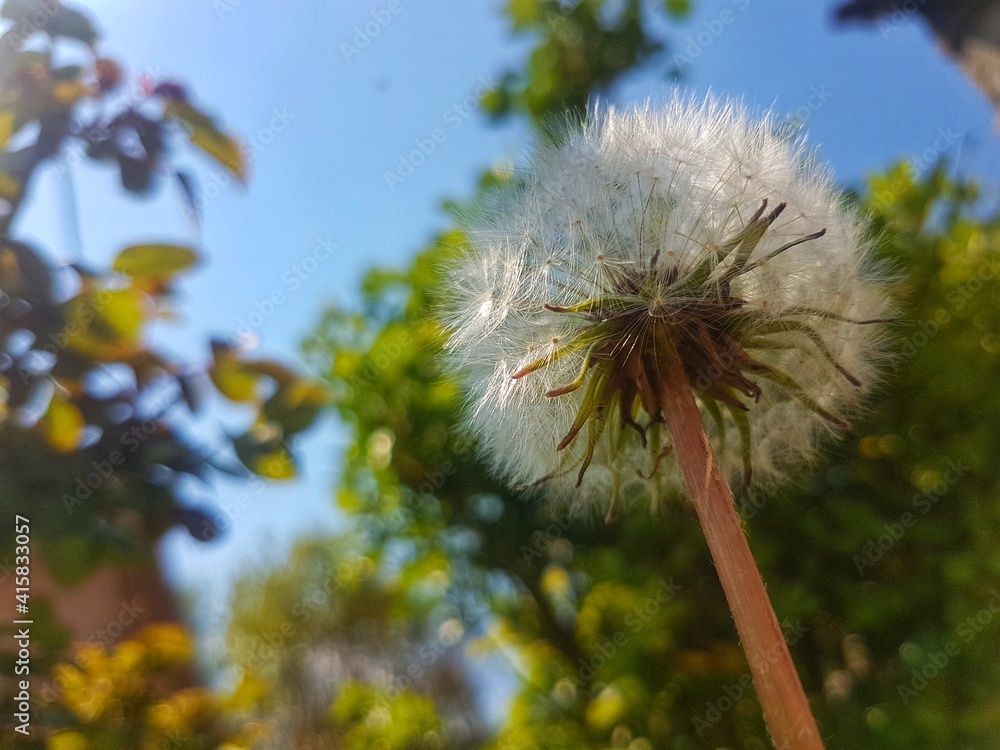 Obraz premium dandelion seeds on the wind under the blue sky on a summer day