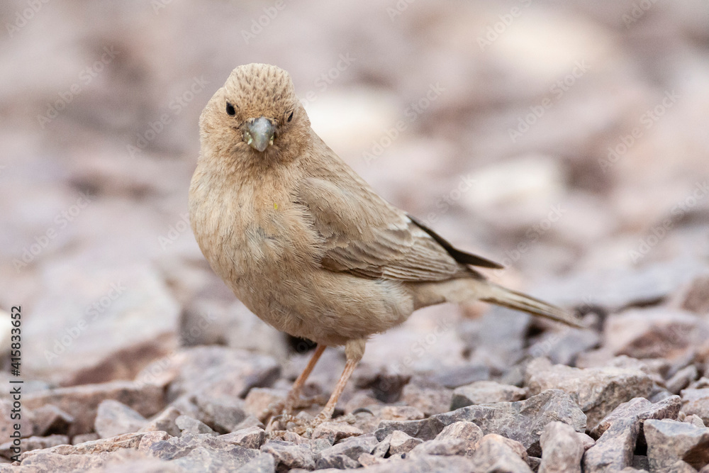Sinairoodmus, Sinai Rosefinch, Carpodacus synoicus Sinairoodmus, Sinai Rosefinch, Carpodacus synoicus