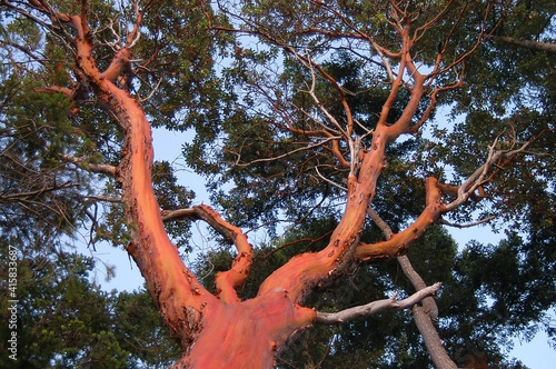Konstfotografi Arbutus tree (Arbutus menziesii), Cabbage Island, British Columbia