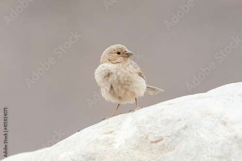 Sinairoodmus, Sinai Rosefinch, Carpodacus synoicus photo