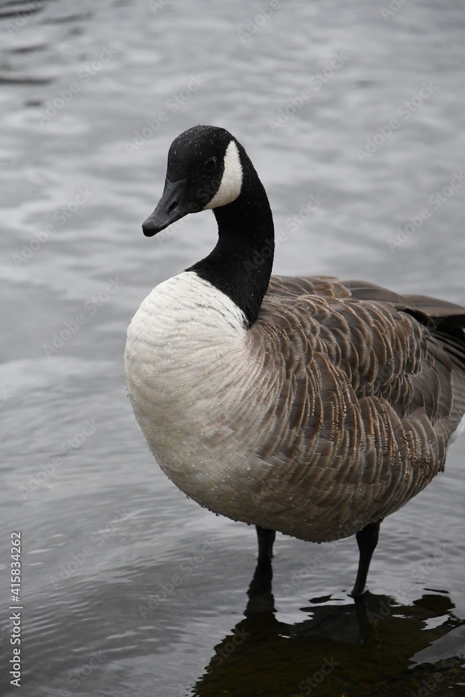 country goose swimming