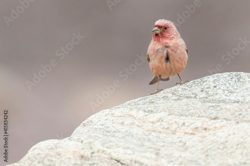 Sinairoodmus, Sinai Rosefinch, Carpodacus synoicus photo