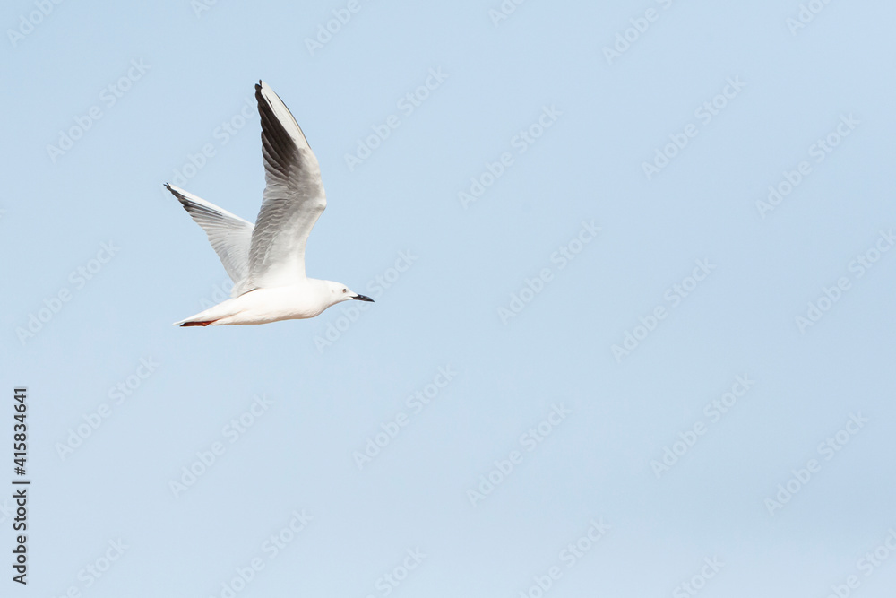 Dunbekmeeuw, Slender-billed Gull, Chroicocephalus genei