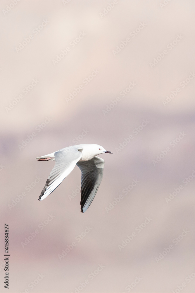 Dunbekmeeuw, Slender-billed Gull, Chroicocephalus genei Dunbekmeeuw, Slender-billed Gull, Chroicocephalus genei