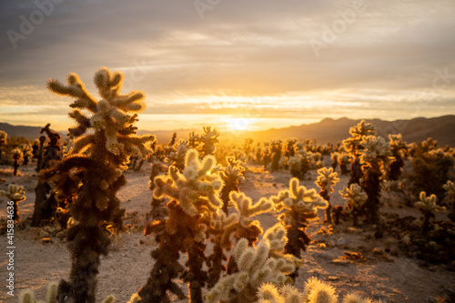 Sunrise over Cholla Cactus Garden