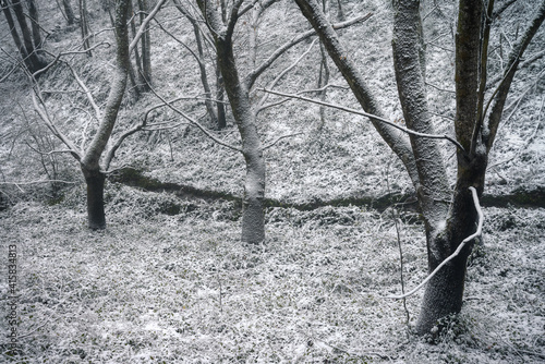 Frost on tree trunks and ground vegetation in a forest photo