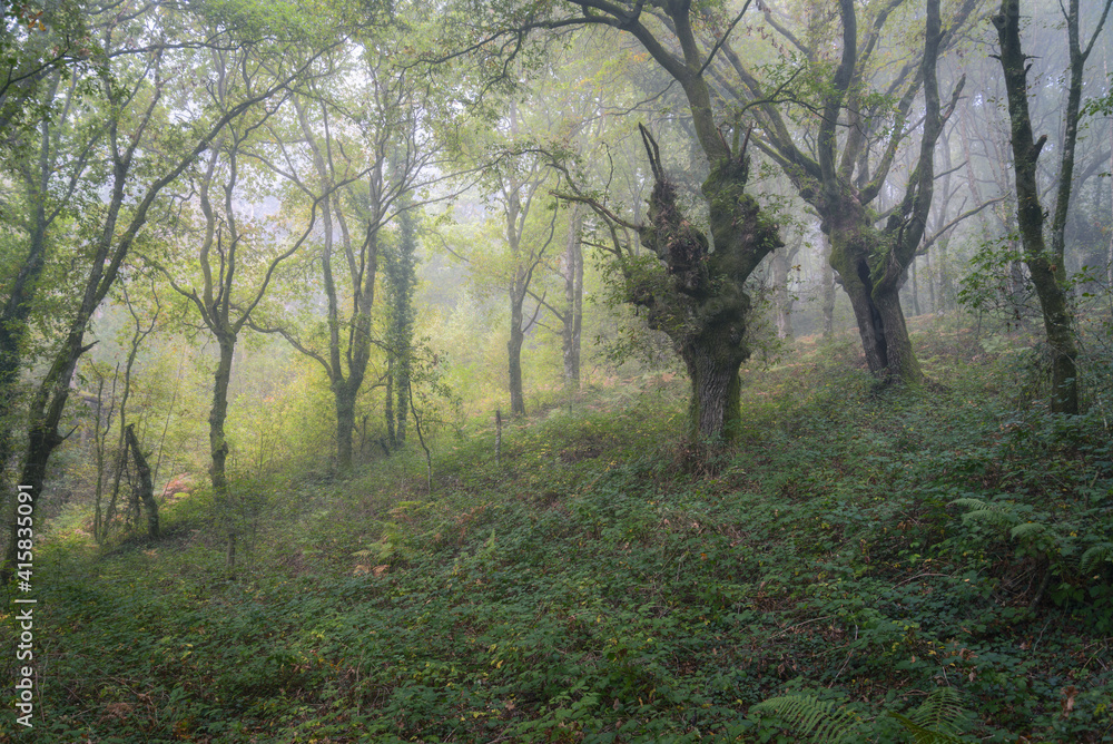 Light mist in a chestnut forest