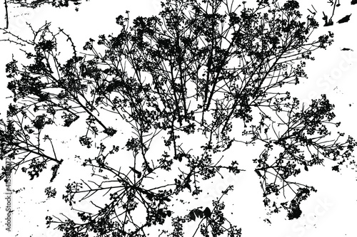 Grunge background texture with dry color, panicles on snow. Dry flowers. Vector illustration. Overlay Template.