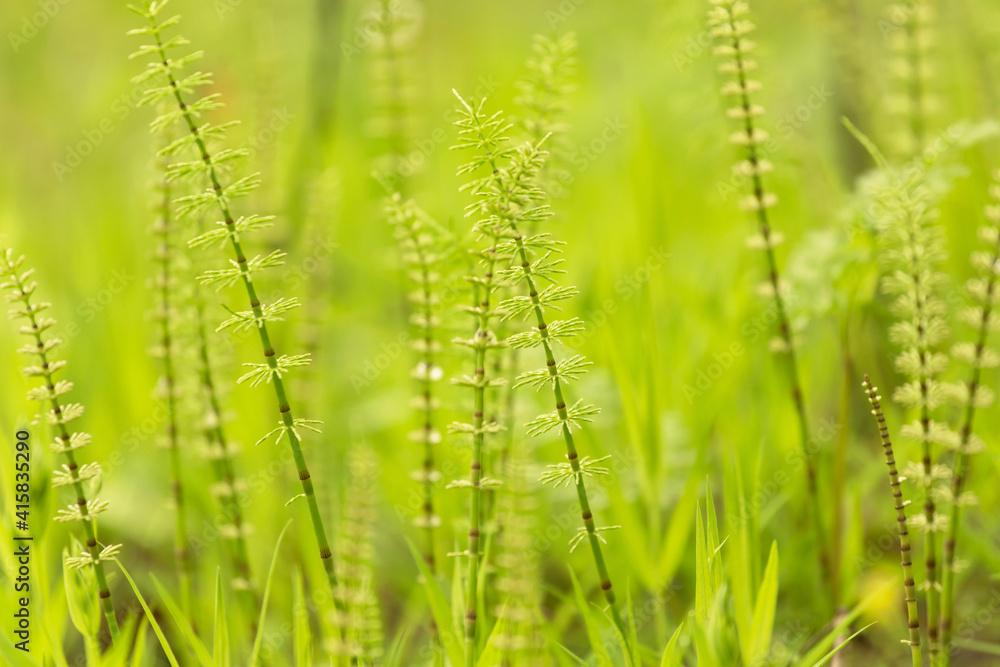 Abstract nature green yellow background. Spring summer meadow grass, horsetail and plants with beautiful bokeh Abstract nature green yellow background. Spring summer meadow grass, horsetail and plants with beautiful bokeh