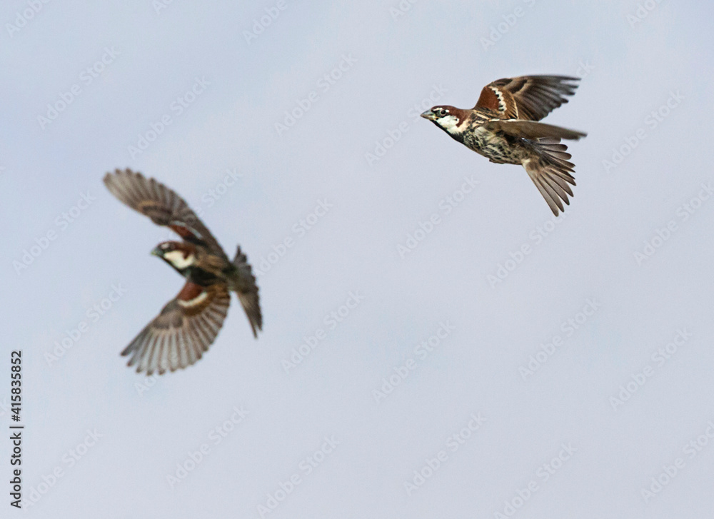 Fototapeta premium Spaanse Mus, Spanish Sparrow, Passer hispaniolensis
