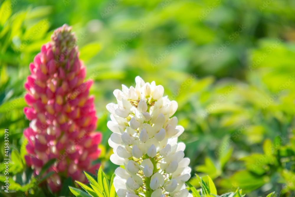 カラフルなルピナスの花