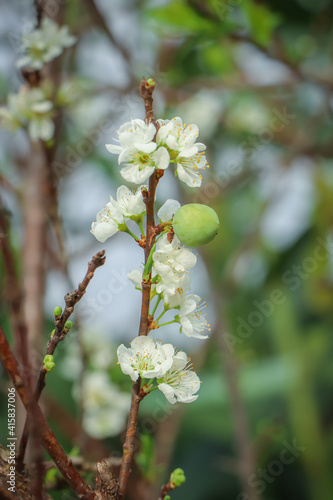 blossoming tree in spring