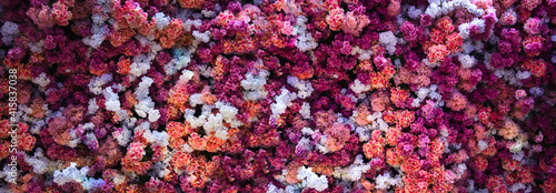 Wall of red and white flowers nature background