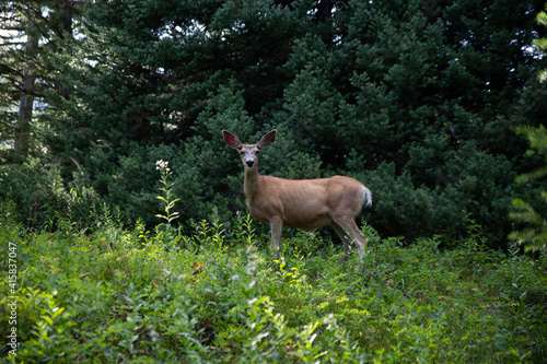 deer in the woods © Carl