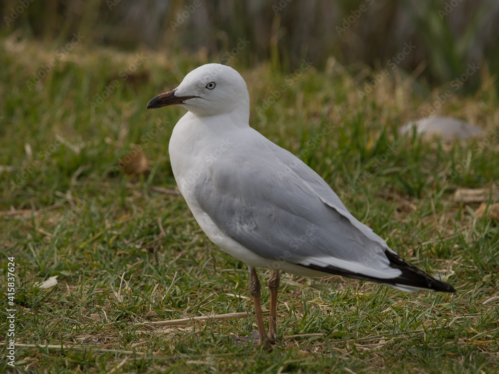 Larus novaehollandiae