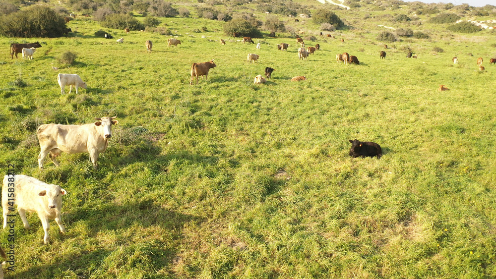 Obraz premium Cow herd with white birds on green hill- aerial view , Judea plains close to Jerusalem drone view, Israel 