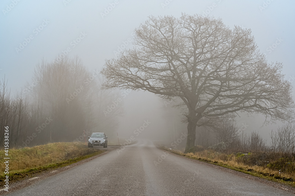 Fototapeta premium big tree in silhuette road and car a misty morning