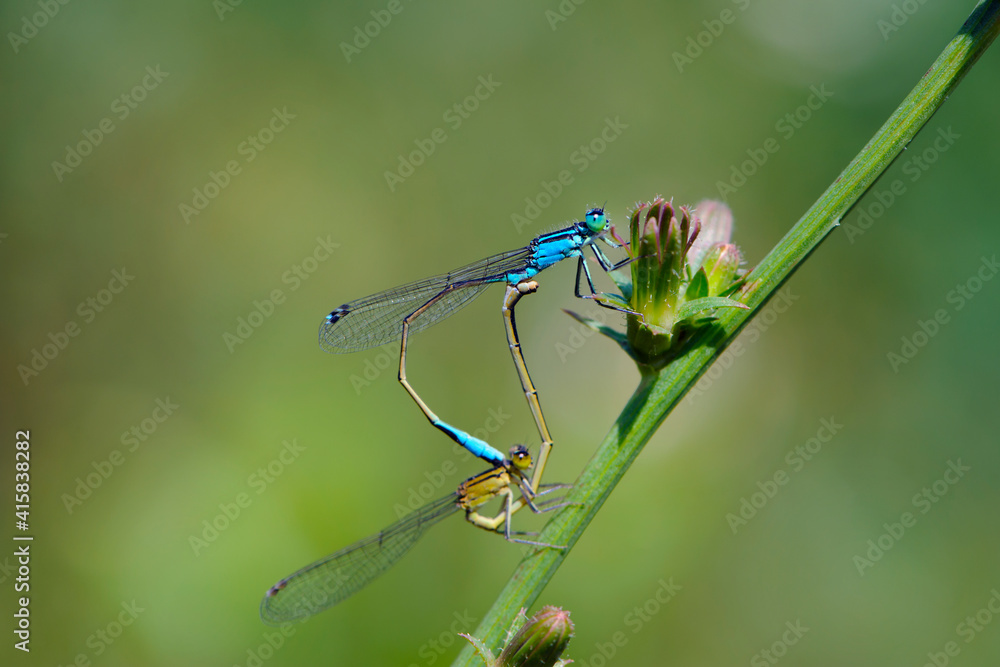 Coenagrion puella. two dragonflies on a green branch, place for text. a pair of dragonflies mate in a bright and green natural environment. close-up. light green background. blue and yellow dragonfly Coenagrion puella. two dragonflies on a green branch, place for text. a pair of dragonflies mate in a bright and green natural environment. close-up. light green background. blue and yellow dragonfly
