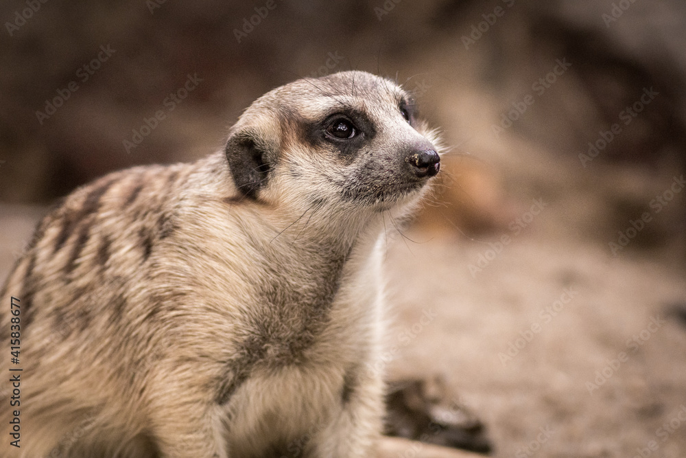 The meerkat