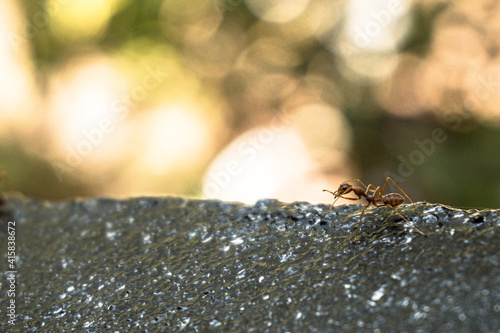 Zbliżenie na czerwone mrówki na szarym kamieniu i zielonym tle. © insomniafoto