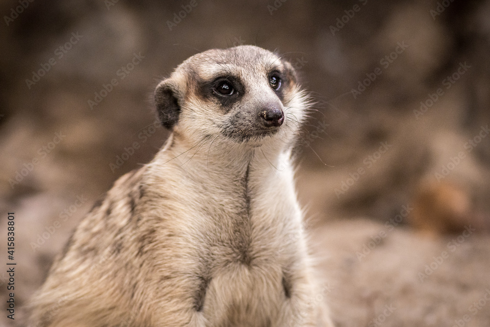 The meerkat