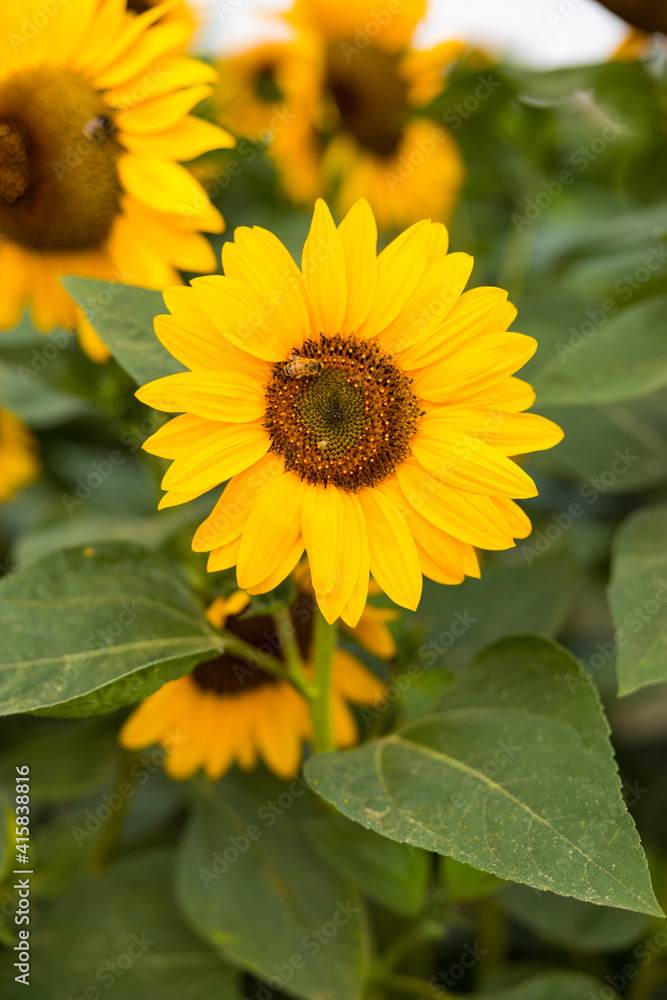 Obraz premium Sonnenblumenfeld im August