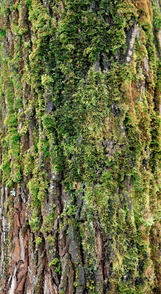 Obraz premium mossy tree texture 