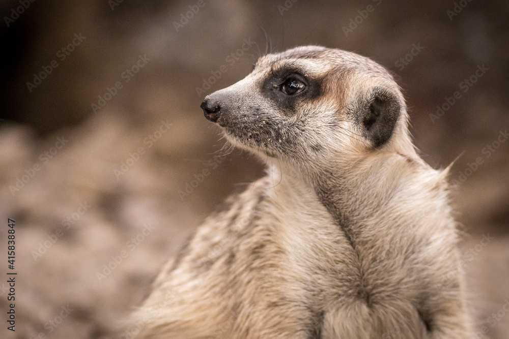 The meerkat
