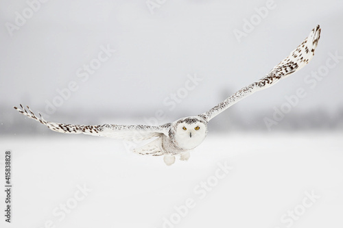 Snowy owl female taking off in flight hunting over a snow covered field in Canada