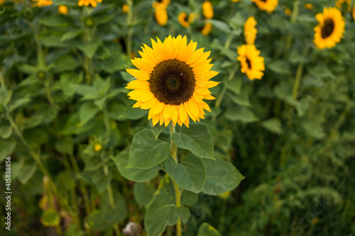 Sonnenblumenfeld im August