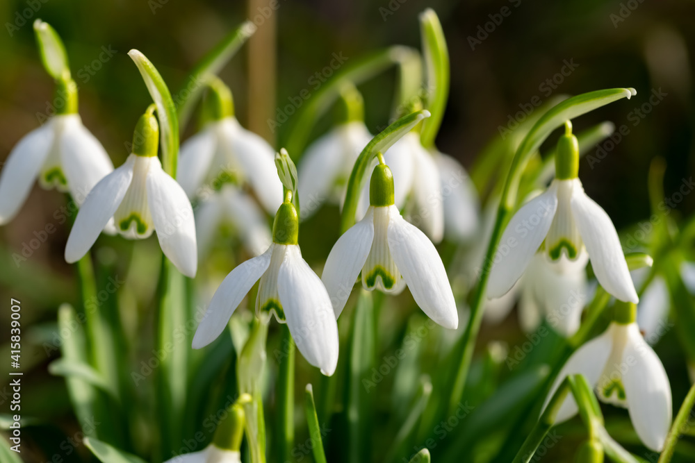 Fototapeta premium Schneeglöckchen Frühlingsknotenblume Galanthus Amaryllisgewächs Zierpflanze Frühblüher Vorfrühling weiß grün Winter Jahrezeit Frühlingsbote Garten Natur Sonne Licht Zwiebel Geophyt Blütenstand Ostern