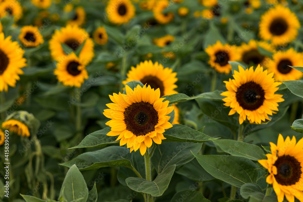 Sonnenblumenfeld im August Sonnenblumenfeld im August
