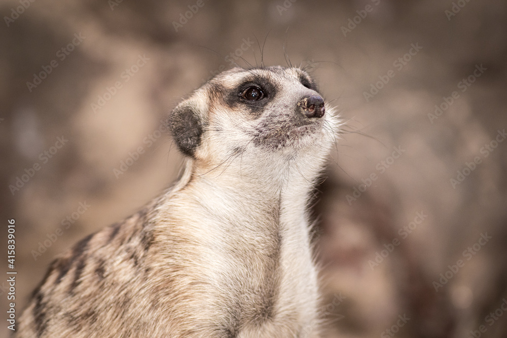 The meerkat