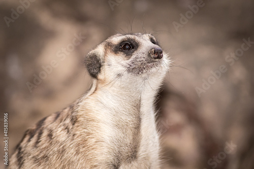 Obraz na płótnie The meerkat w salonie